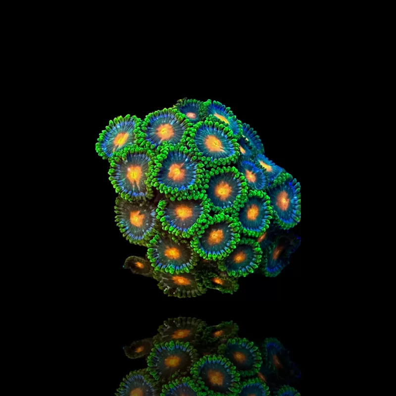 Zoanthus Gorilla Nipplekopen | Coralandfishstore.nl Zoanthus Gorilla Nipplekopen | Coralandfishstore.nl