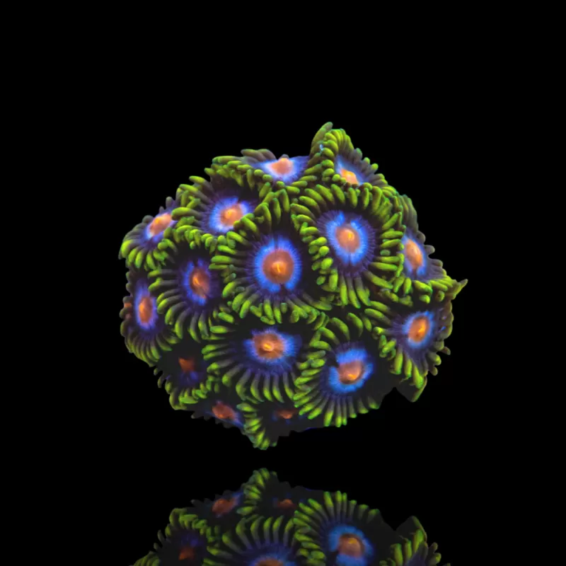 Möchten Sie Zoanthus Blow Pop kaufen? | Coralandfishstore.nl Möchten Sie Zoanthus Blow Pop kaufen? | Coralandfishstore.nl