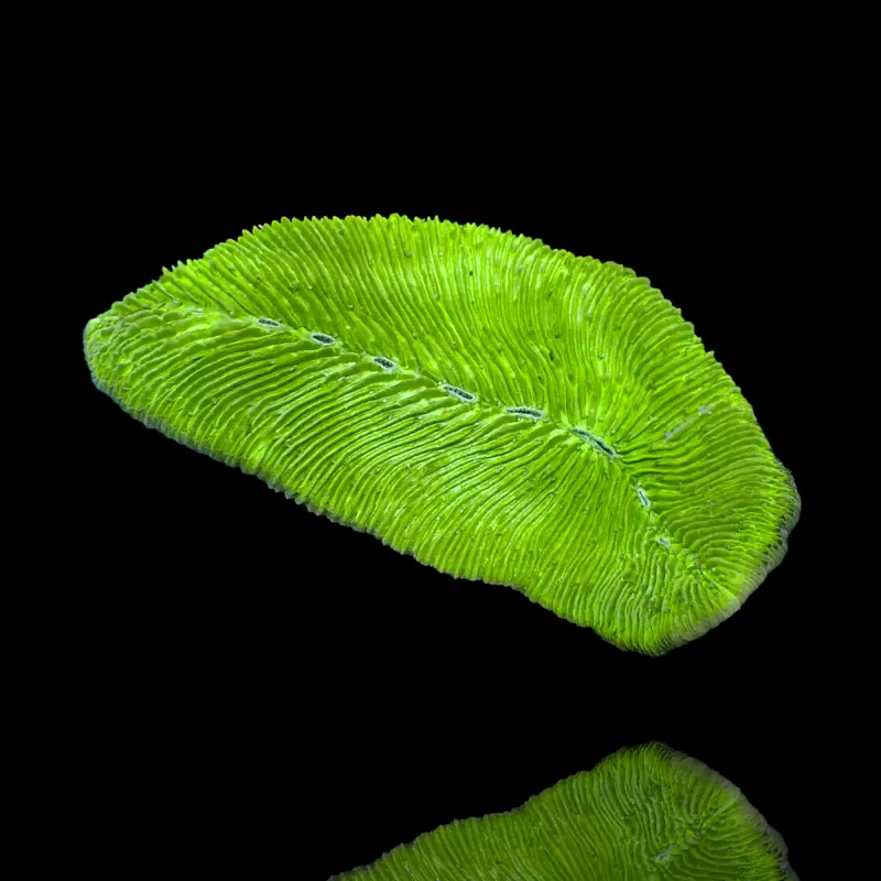 Ctenactis crassa Groen kopen | Coralandfishstore.nl Ctenactis crassa Groen kopen | Coralandfishstore.nl