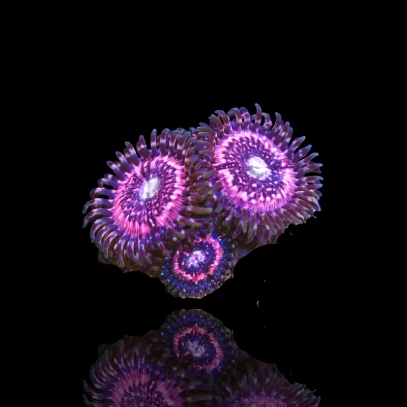 Kaufen Sie Zoanthus Pink Zipper | Coralandfishstore.nl Kaufen Sie Zoanthus Pink Zipper | Coralandfishstore.nl