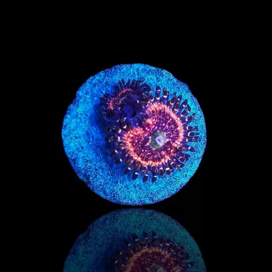 Zoanthus  Pink Zipper  kopen | Coralandfishstore.nl