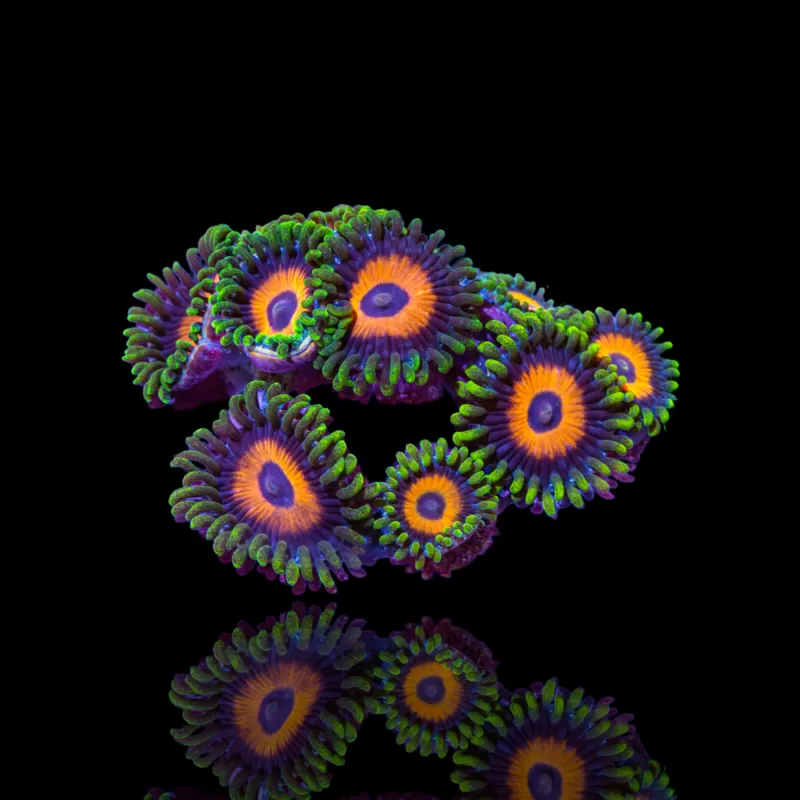 Kaufen Sie Zoanthus Eagle Eye | Coralandfishstore.nl Kaufen Sie Zoanthus Eagle Eye | Coralandfishstore.nl