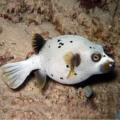 Arothron Nigropunctatus - dogface kopen?  l Coralandfishstore.nl