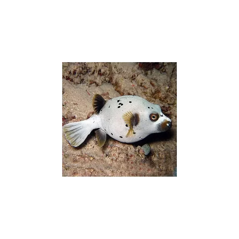 Arothron Nigropunctatus (S)