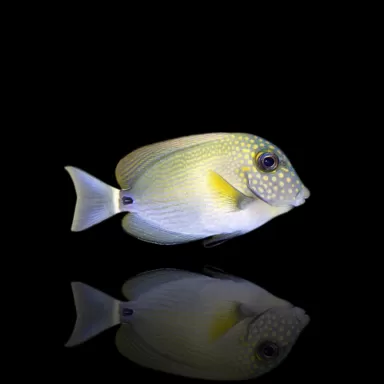 Acanthurus maculiceps Größe S kaufen? Coralandfishstore