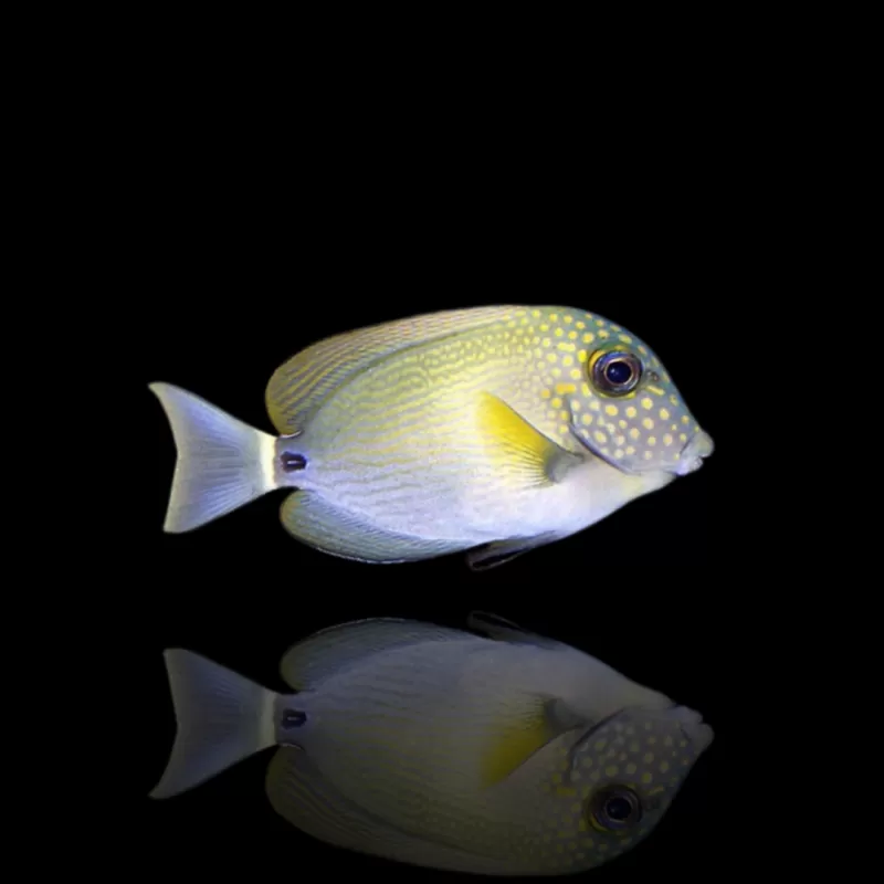 Möchten Sie Acanthurus maculiceps S-Größe kaufen? Corallandfishstore Möchten Sie Acanthurus maculiceps S-Größe kaufen? Corallandfishstore