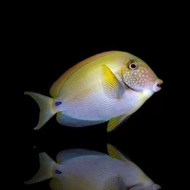 Acanthurus maculiceps Größe S kaufen? Coralandfishstore
