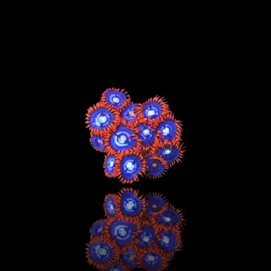 Zoanthus Fire & Ice kaufen | Coralandfishstore.nl