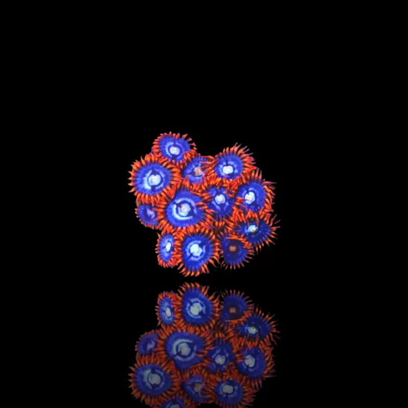 Zoanthus Fire & Ice kaufen | Coralandfishstore.nl Zoanthus Fire & Ice kaufen | Coralandfishstore.nl
