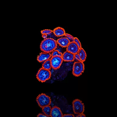 Zoanthus Fire & Ice kaufen | Coralandfishstore.nl