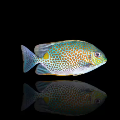 Siganus Guttatus- Goudvlek Konijnvis kopen ? Coralandfishstore.nl