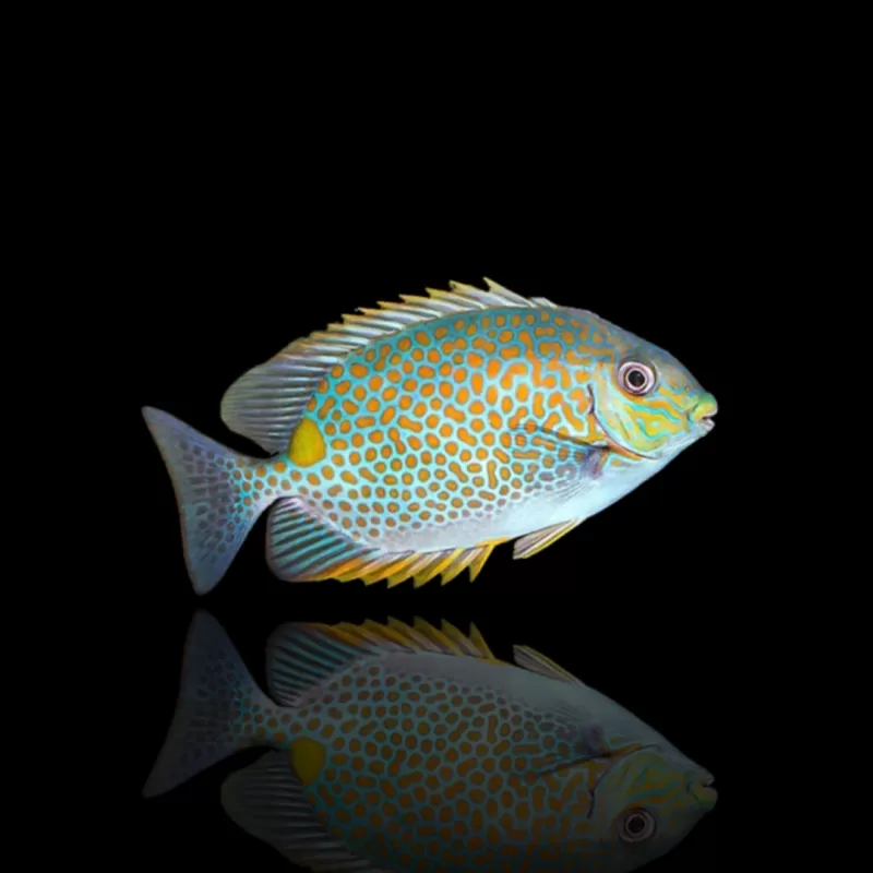 Möchten Sie Siganus Guttatus – Goldfleck-Kaninchenfisch kaufen? Coralandfishstore.nl Möchten Sie Siganus Guttatus – Goldfleck-Kaninchenfisch kaufen? Coralandfishstore.nl