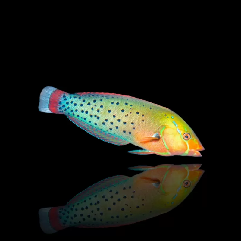 Möchten Sie Coris Formosa kaufen? | Coralandfishstore.nl Möchten Sie Coris Formosa kaufen? | Coralandfishstore.nl