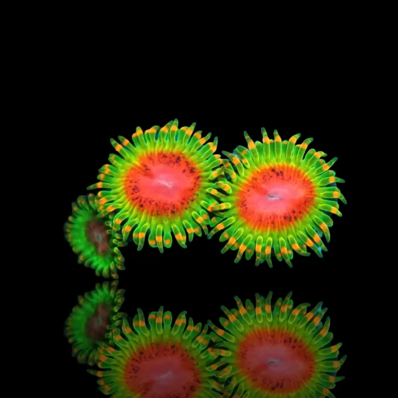 Möchten Sie Zoanthus Awesome Blossom kaufen? | Coralandfishstore.nl Möchten Sie Zoanthus Awesome Blossom kaufen? | Coralandfishstore.nl