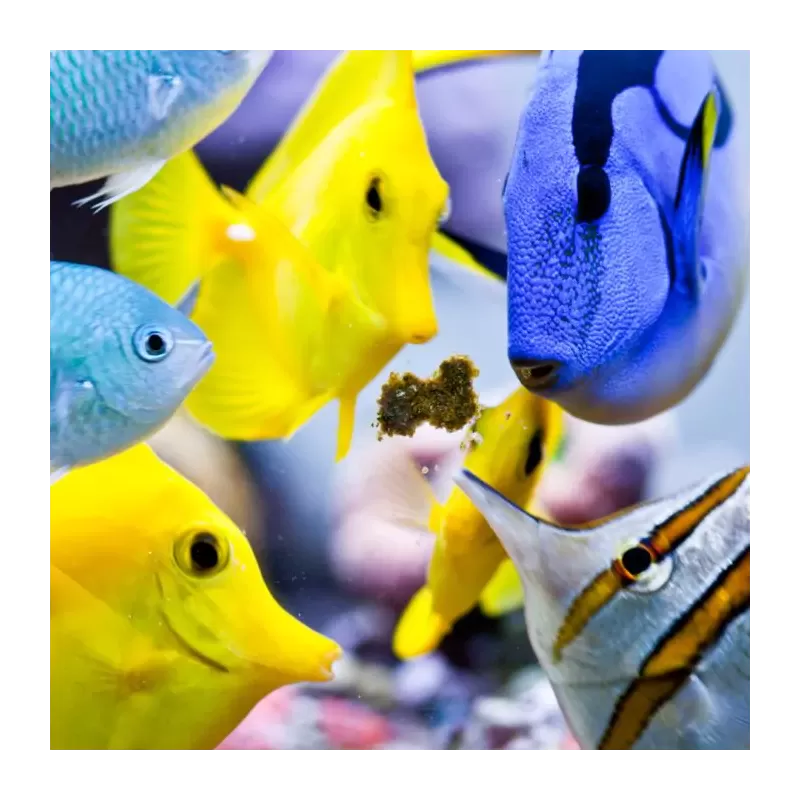 Easy Reefs Easy Masstick 80