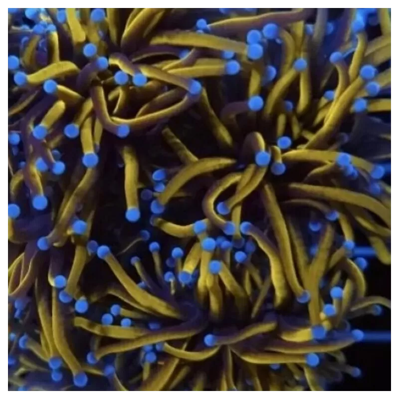 Kaufen Sie Euphyllia Glabrescens Grün / Hellgrüne Spitzen | Coralandfishstore.nl Kaufen Sie Euphyllia Glabrescens Grün / Hellgrüne Spitzen | Coralandfishstore.nl