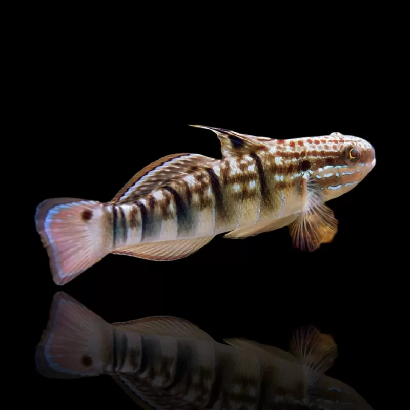Möchten Sie Amblygobius Phalaena - Ringelgrundel kaufen? Coralandfishstore.nl Möchten Sie Amblygobius Phalaena - Ringelgrundel kaufen? Coralandfishstore.nl