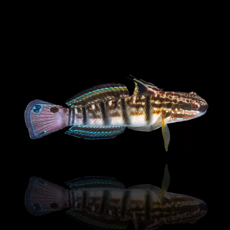 Möchten Sie Amblygobius Phalaena - Ringelgrundel kaufen? Coralandfishstore.nl Möchten Sie Amblygobius Phalaena - Ringelgrundel kaufen? Coralandfishstore.nl