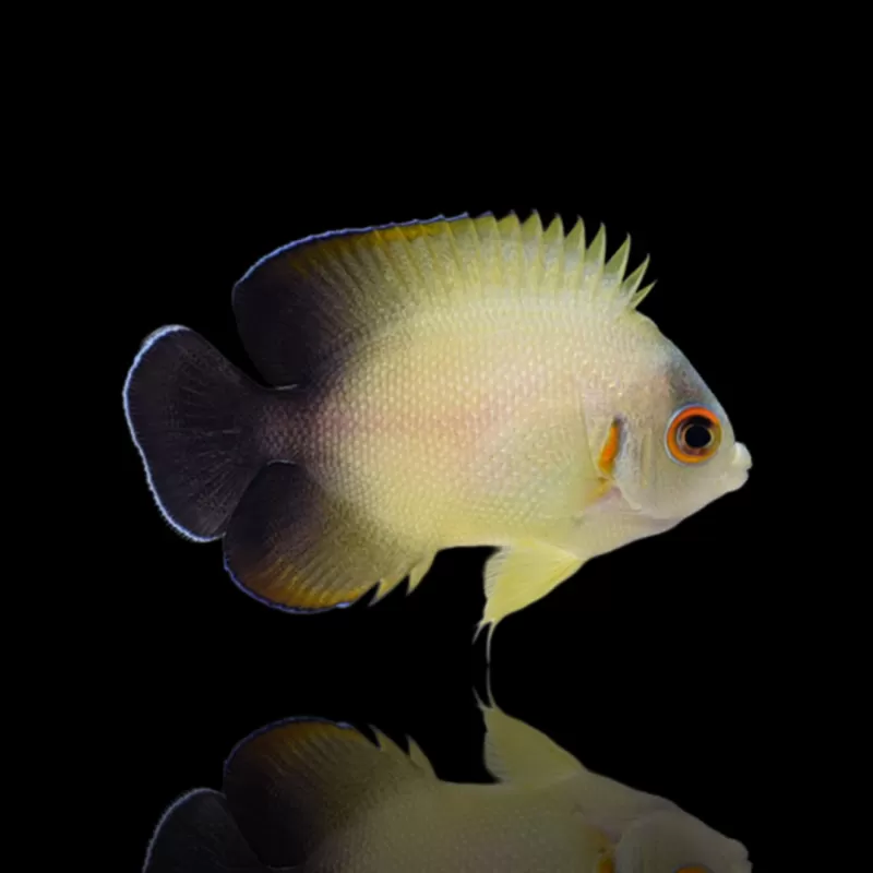 Möchten Sie Centropyge Vrolikii kaufen? | Coralanfishstore.nl Möchten Sie Centropyge Vrolikii kaufen? | Coralanfishstore.nl