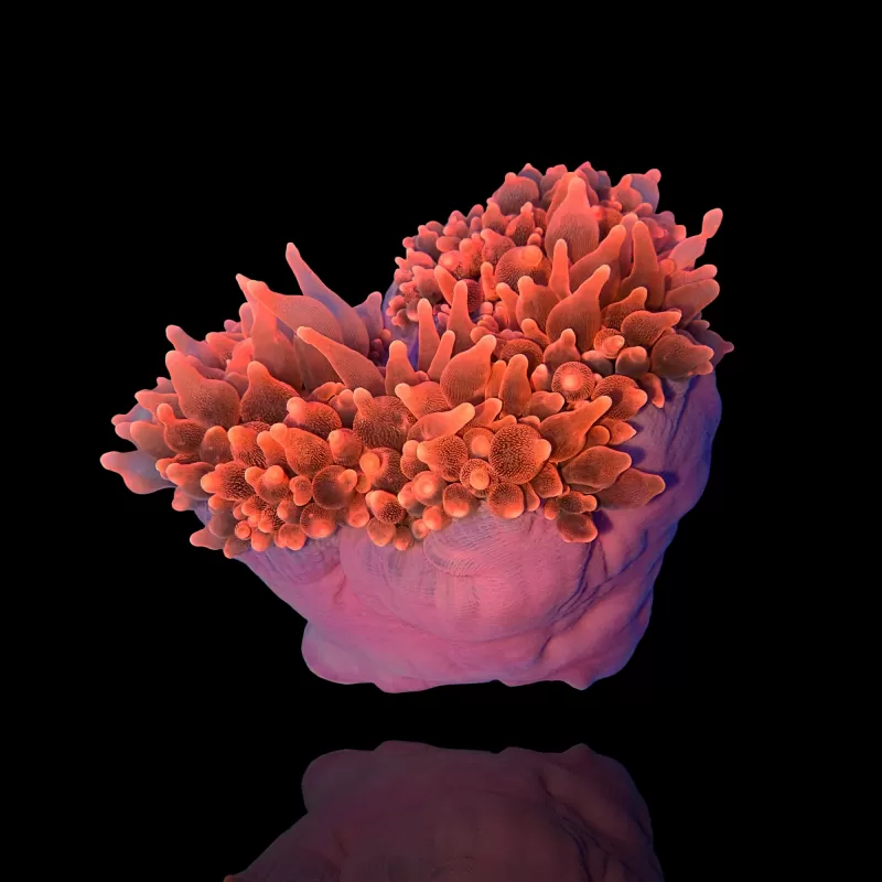 Entacmaea Quadricolor Red Purple Feet