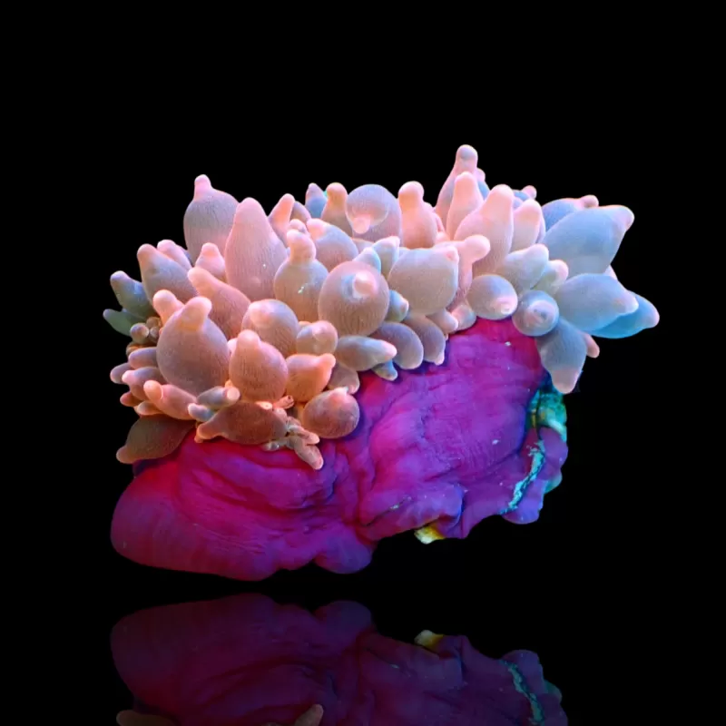 Entacmaea Quadricolor Rot-Lila-Füße