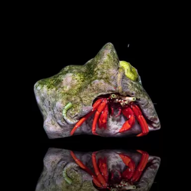 Paguristes sp. ROT