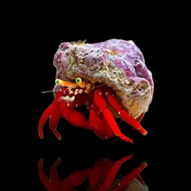 Paguristes, bernard-l'hermite à pattes rouges | Coralandfishstore.nl