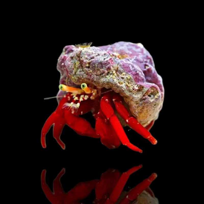 Paguristes sp. ROUGE