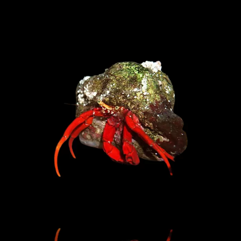 Paguristes , roodpotig hermietkreeftje | Coralandfishstore.nl Paguristes , roodpotig hermietkreeftje | Coralandfishstore.nl