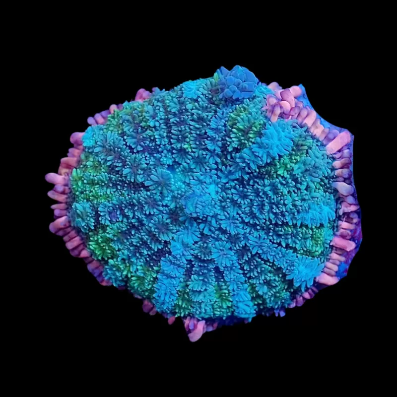 Möchten Sie Rhodactis Frankenstein kaufen? | Coralandfishstore.nl Möchten Sie Rhodactis Frankenstein kaufen? | Coralandfishstore.nl