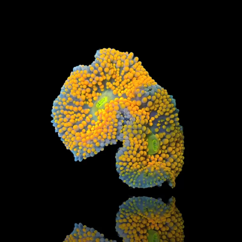 Kaufen Sie Ricordea Florida orange 2 Maul 1 Pilz | Coralandfishstore.nl Kaufen Sie Ricordea Florida orange 2 Maul 1 Pilz | Coralandfishstore.nl