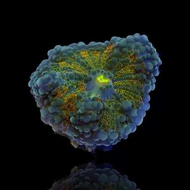 Ricordea Yuma Exotic Flash Orange Green (1 Ohr) kaufen | Coralandfishstore.nl