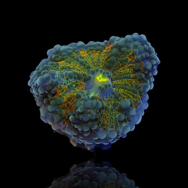 Ricordea Yuma Exotic Flash Orange Green (1 Ohr) kaufen | Coralandfishstore.nl Ricordea Yuma Exotic Flash Orange Green (1 Ohr) kaufen | Coralandfishstore.nl