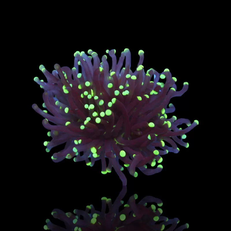 Kaufen Sie Euphyllia Glabrescens Black Torch | Coralandfishstore.nl Kaufen Sie Euphyllia Glabrescens Black Torch | Coralandfishstore.nl