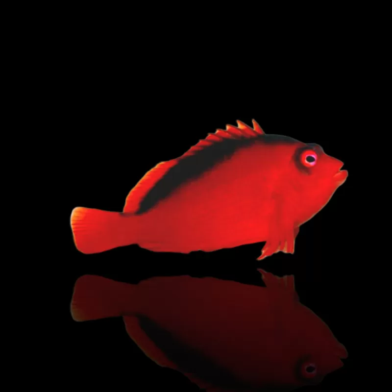 Neocirrhites armatus | Coralandfishstore.nl Neocirrhites armatus | Coralandfishstore.nl