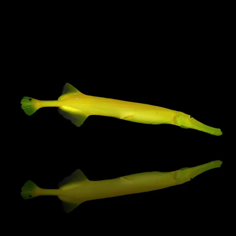 Aulostomus Chinensis bestellen? l Coralandfishstore.nl Aulostomus Chinensis bestellen? l Coralandfishstore.nl
