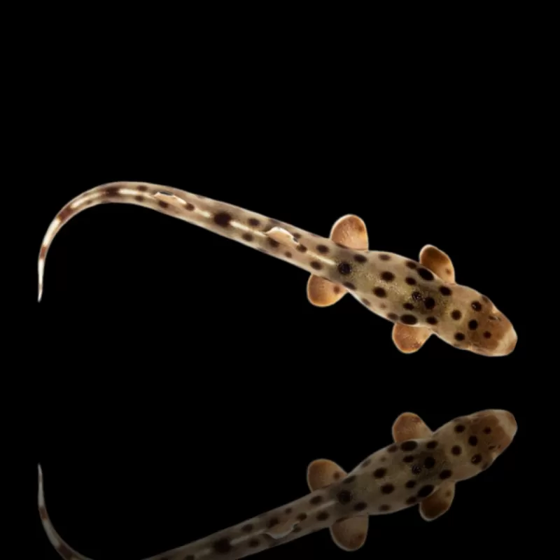 Hemiscyllium ocellatum | Coralandfishstore.nl Hemiscyllium ocellatum | Coralandfishstore.nl