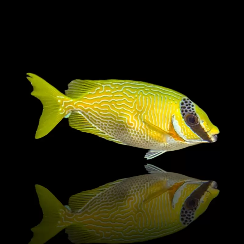 Siganus puellus - Maskierter Kaninchenfisch | Coralandfishstore.nl Siganus puellus - Maskierter Kaninchenfisch | Coralandfishstore.nl