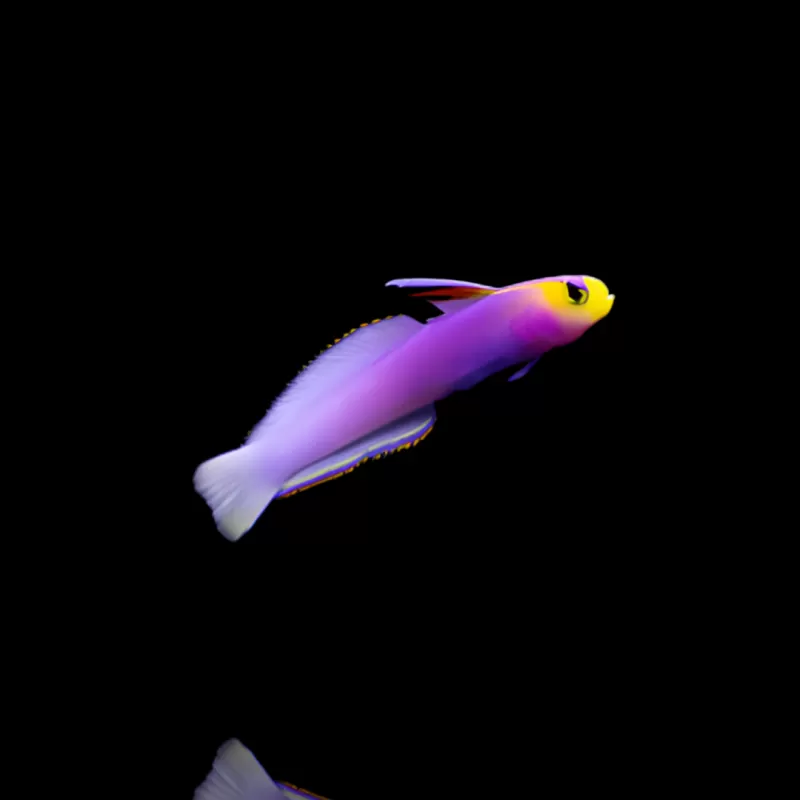 Nemateleotris helfrichi, Helfrichs Pfeilfisch Nemateleotris helfrichi, Helfrichs Pfeilfisch