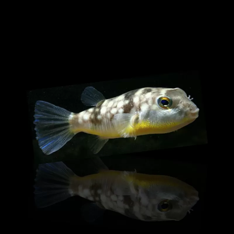 Bestellen Sie Chelonodon Patoca (S)? l Coralandfishstore.nl Bestellen Sie Chelonodon Patoca (S)? l Coralandfishstore.nl