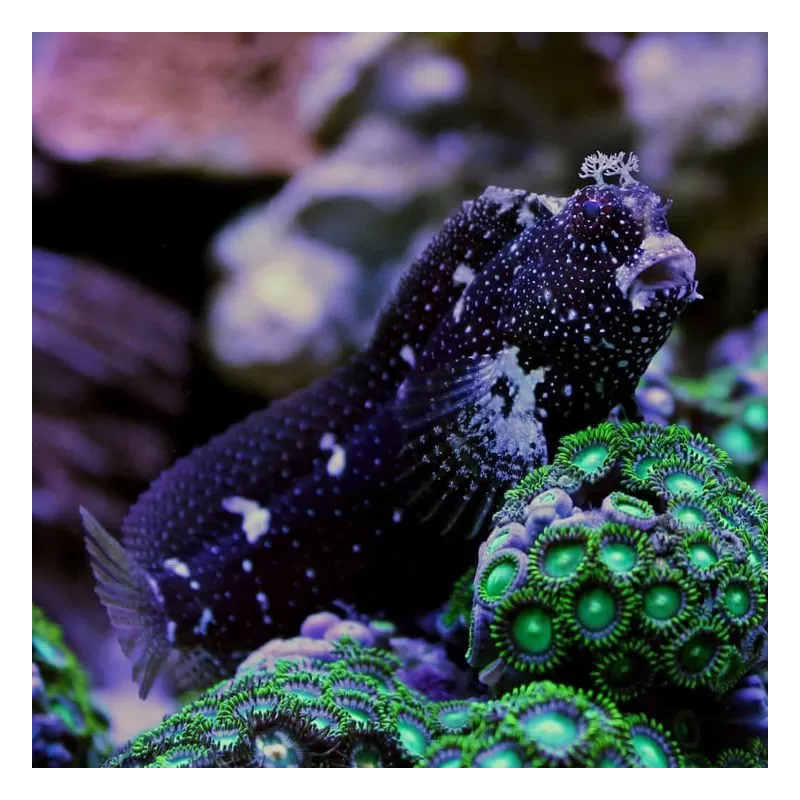 Möchten Sie Salarias Ramosus - Henkie-Fisch kaufen? Coralandfishstore.nl Möchten Sie Salarias Ramosus - Henkie-Fisch kaufen? Coralandfishstore.nl