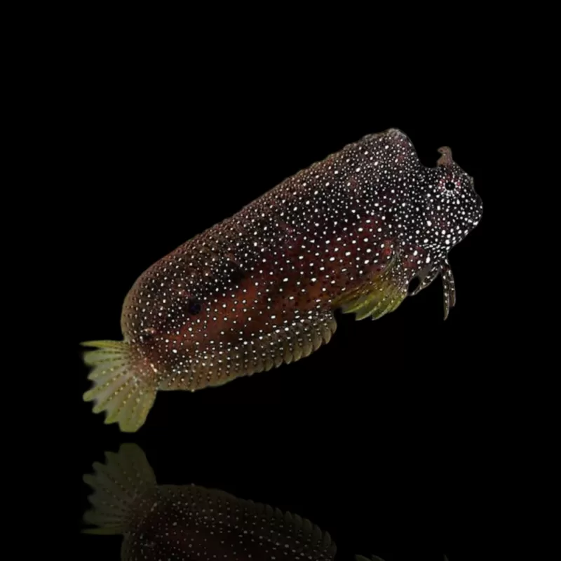 Möchten Sie Salarias Ramosus - Henkie-Fisch kaufen? Coralandfishstore.nl Möchten Sie Salarias Ramosus - Henkie-Fisch kaufen? Coralandfishstore.nl