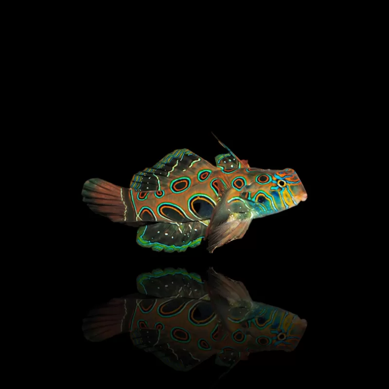 Möchten Sie Synchiropus Picturatus - LSD-Grubenfisch kaufen? | Coralandfishstore.nl Möchten Sie Synchiropus Picturatus - LSD-Grubenfisch kaufen? | Coralandfishstore.nl