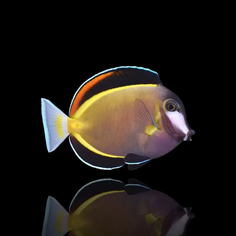 Möchten Sie Acanthurus Japonicus kaufen?| Coralandfishstore.nl Möchten Sie Acanthurus Japonicus kaufen?| Coralandfishstore.nl