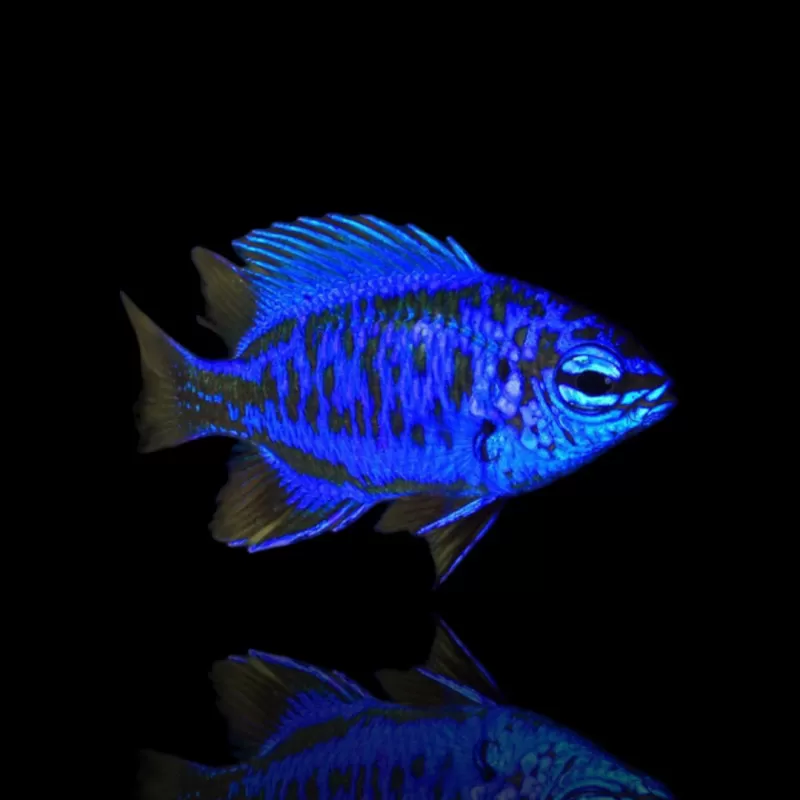Möchten Sie Chrysiptera Springeri kaufen? | Coralandfishstore.nl Möchten Sie Chrysiptera Springeri kaufen? | Coralandfishstore.nl