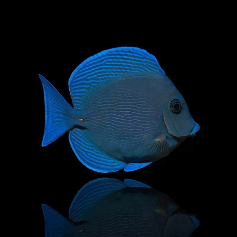 Möchten Sie Acanthurus coeruleus kaufen?| Coralandfishstore.nl Möchten Sie Acanthurus coeruleus kaufen?| Coralandfishstore.nl