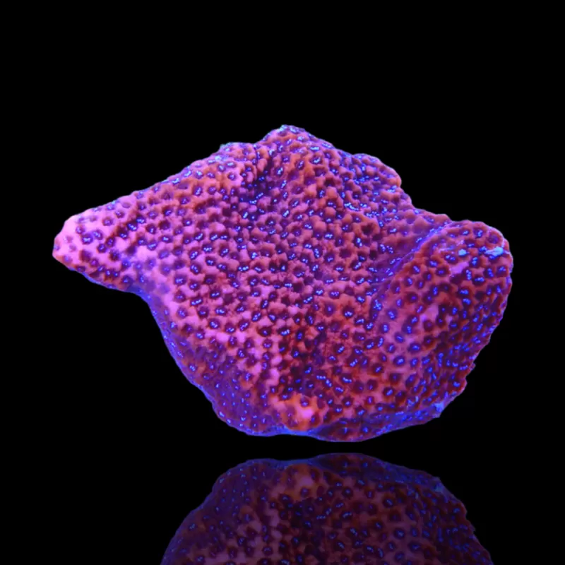 Möchten Sie Montipora Tuberculosa (M) bestellen? l Coralandfishstore.nl Möchten Sie Montipora Tuberculosa (M) bestellen? l Coralandfishstore.nl