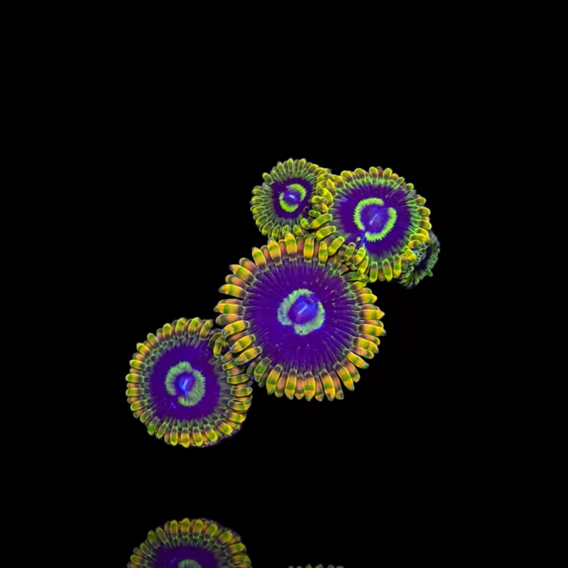 Zoanthus Joda Frag S Größe