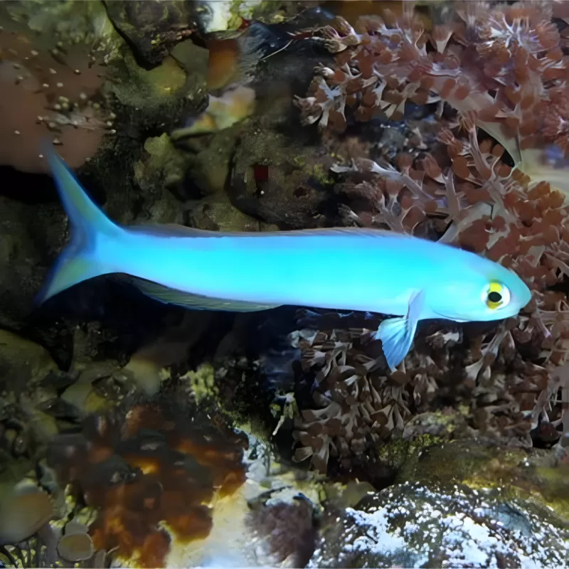 Hoplolatilus Chlupatyi