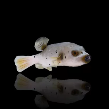Arothron Nigropunctatus - dogface kopen? |  Coralandfishstore.nl